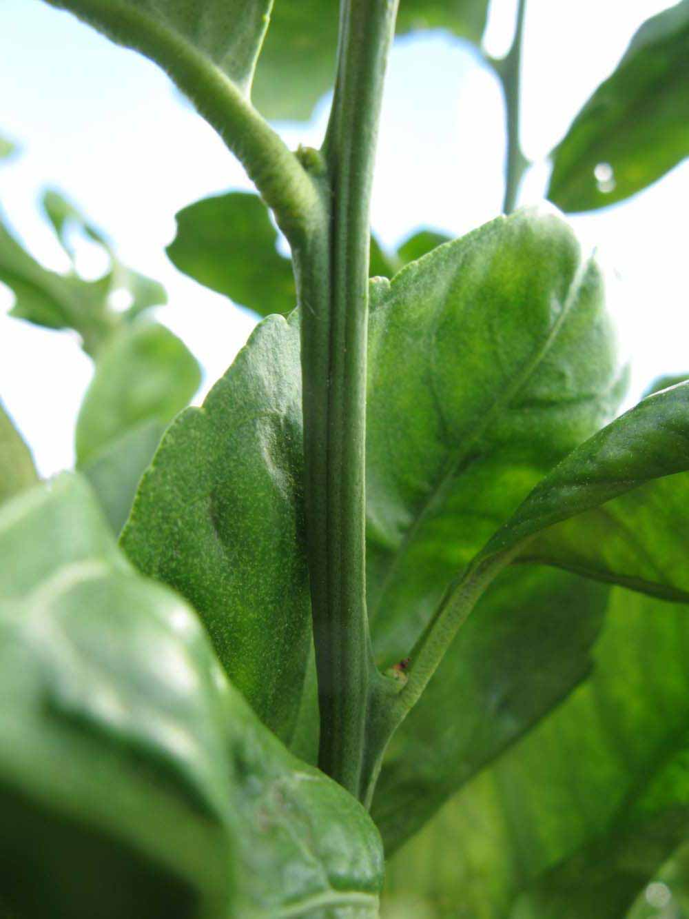            First year twig (Winter Haven, FL)   